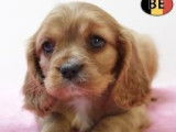 Adorables chiots Cavalier King Charles à vendre