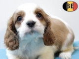 Adorables chiots Cavalier King Charles à vendre