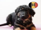 Chiots Berger Allemand à poil court et à poil long à vendre