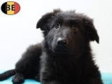Chiots Berger Allemand à poil court et à poil long à vendre