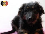 Chiots Berger Allemand à poil court et à poil long à vendre