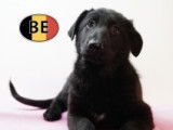 Chiots Berger Allemand à poil court et à poil long à vendre