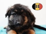 Chiots Berger Allemand à poil court et à poil long à vendre