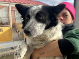 Eli, douce chienne Border Collie à adopter en association