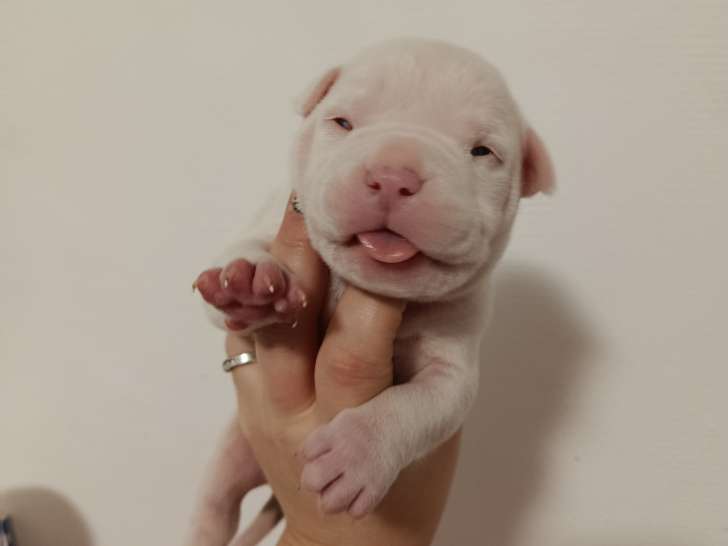 Chiots American Bully à vendre