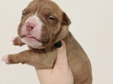 Chiots American Bully à vendre