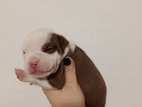 Chiots American Bully à vendre
