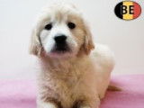 Magnifiques chiots Golden Retriever à vendre