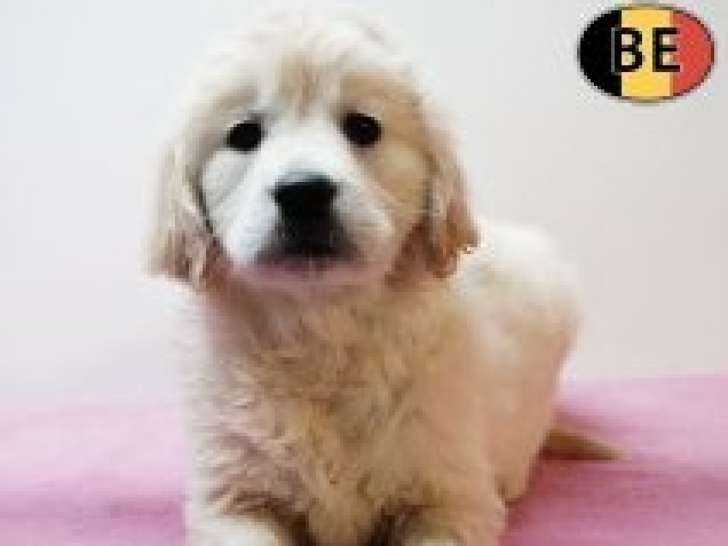 Magnifiques chiots Golden Retriever à vendre