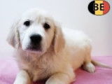 Magnifiques chiots Golden Retriever à vendre