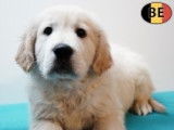 Magnifiques chiots Golden Retriever à vendre
