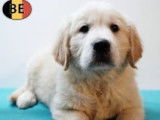 Magnifiques chiots Golden Retriever à vendre