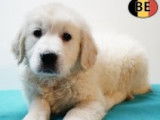 Magnifiques chiots Golden Retriever à vendre