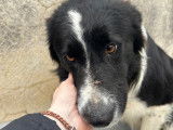 Ero, jeune Border Collie à adopter en association