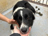Ero, jeune Border Collie à adopter en association