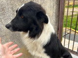 Ero, jeune Border Collie à adopter en association