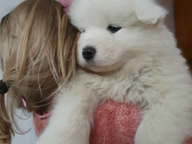 Chiots Samoyède LOF à vendre