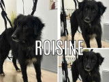 Disponible à l’adoption : chienne Border Collie de 2 ans