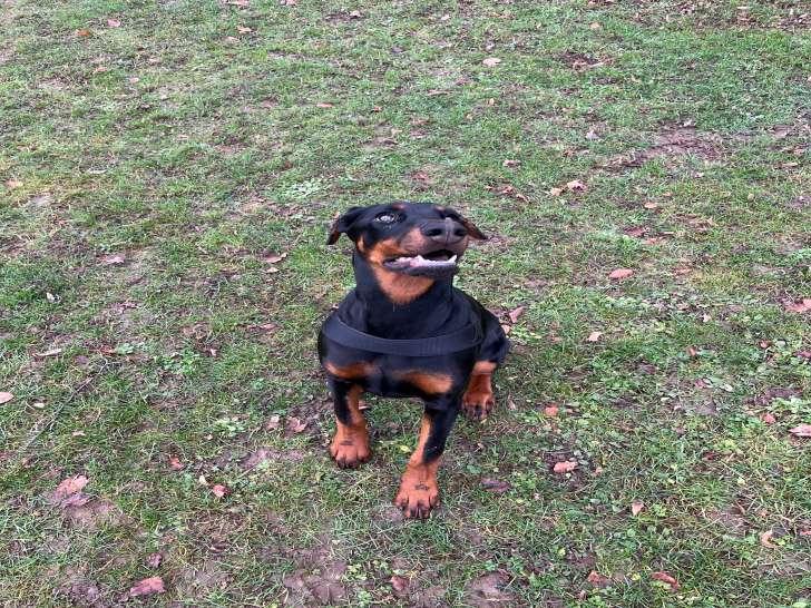 Chiot femelle Dobermann à vendre