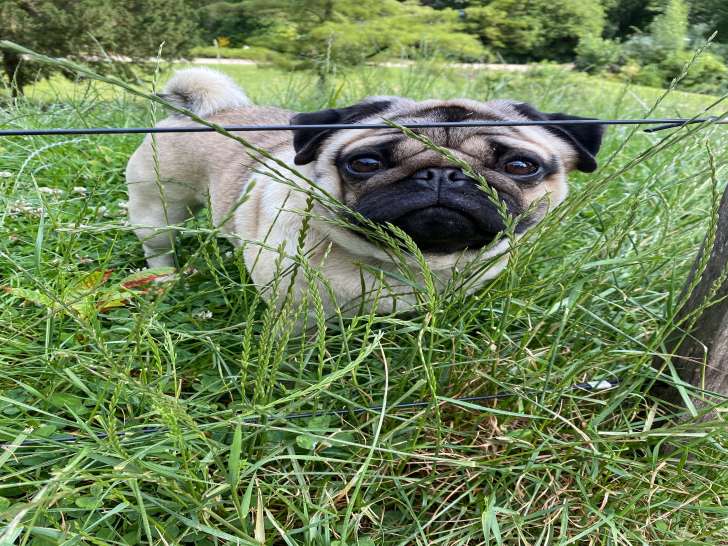 Mâle Carlin LOF disponible pour saillie