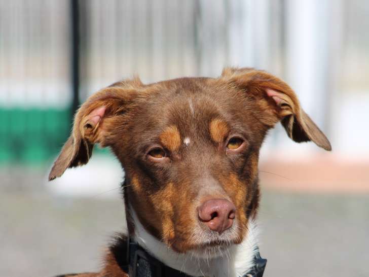Harvey, chiot abandonné tout jeune à adopter en association