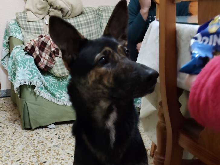 Lulu, jeune femelle croisée Berger Allemand à adopter en association