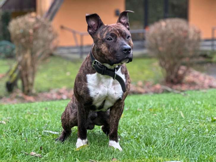 Mâle Amstaff LOF de 4 ans proposé pour saillie