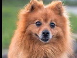 En attente d’adoption : chien Spitz Allemand fauve de 7 ans