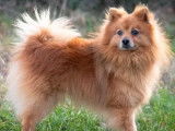 En attente d’adoption : chien Spitz Allemand fauve de 7 ans