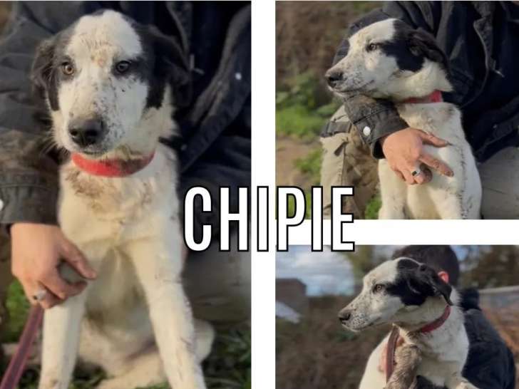 À adopter : chiot femelle Husky de Sibérie de 5 mois