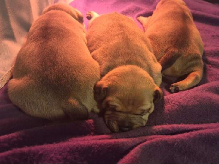 Magnifique chiots Staffordshire Bull Terrier LOF à vendre