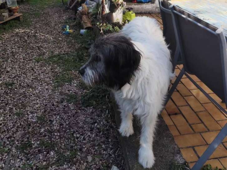 Baloo, Chien de Montagne des Pyrénées à adopter en association