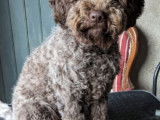 Mâle Lagotto Romagnol disponible pour saillie
