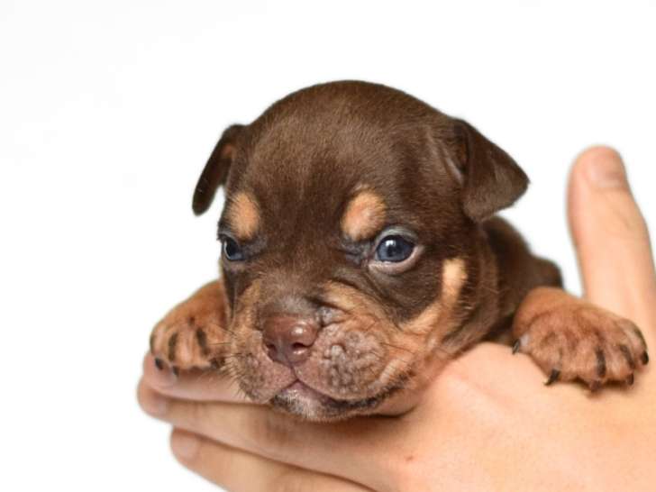 Mâle tricolore chocolat