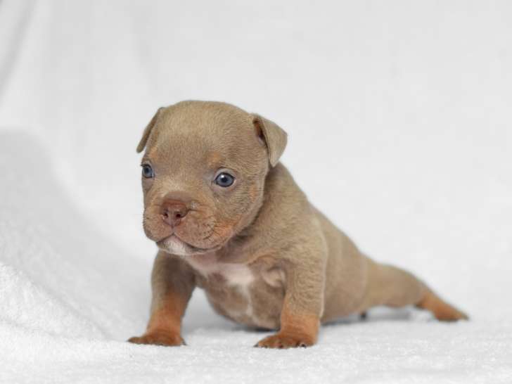 Chiots American Bully micro/pocket à vendre