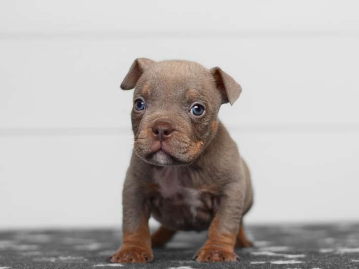 Chiots American Bully micro/pocket à vendre