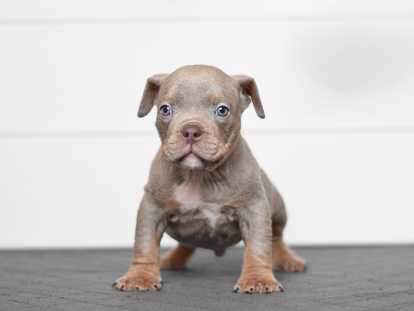 mâle tricolore lilac