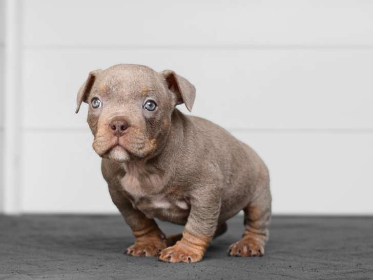 Chiots American Bully micro/pocket à vendre