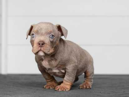 mâle tricolore lilac