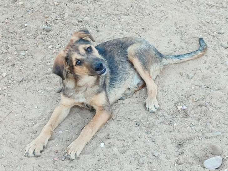 Tasio, chiot de 9 mois, fidèle et obéissant, à adopter en assocition