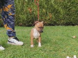Chiots de race American Staffordshire Terrier à vendre (2 femelles & 5 mâles)