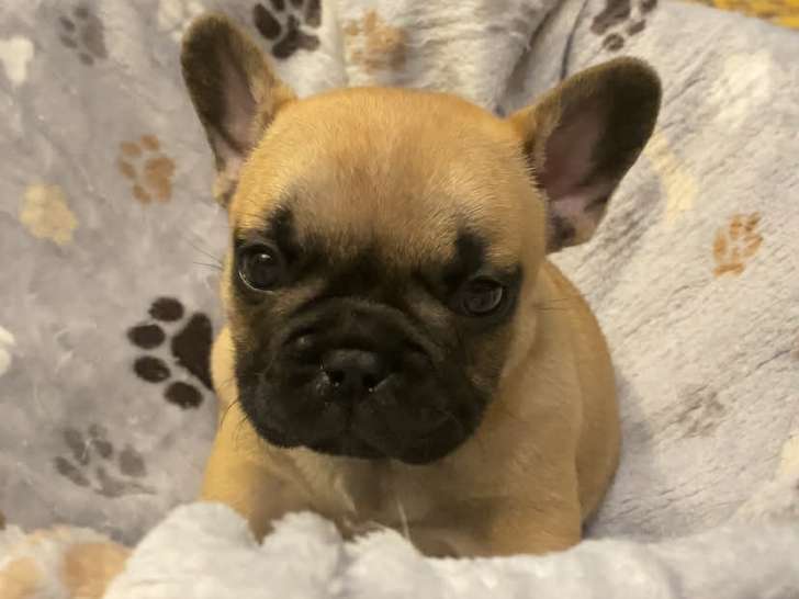 Chiot femelle fauve Bouledogue Français pédigrée st Hubert à vendre