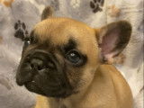 Chiot femelle fauve Bouledogue Français pédigrée st Hubert à vendre