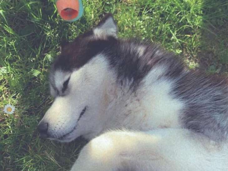 Chien Husky Sibérien à donner