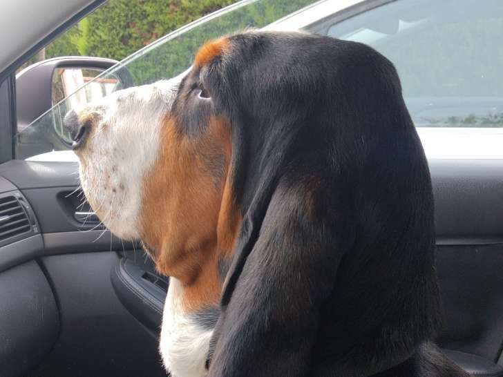 Texas, magnifique mâle Basset Hound confirmé de 3 ans disponible pour saillie