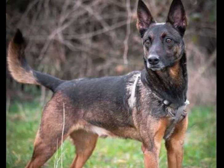 À adopter : chien Berger Malinois fauve charbonné