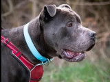 À la recherche d’un foyer : chien Shar Pei gris de 5 ans