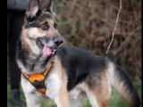Disponible à l’adoption : chien Berger Allemand noir et beige de 7 ans