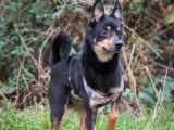 Adoption disponible : chien Berger de 5 ans