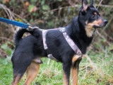 Adoption disponible : chien Berger de 5 ans